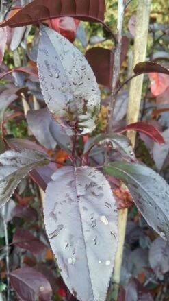 Zierapfel Royalty Malus `Royalty´ -Garten Genuss Royalty