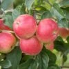 Rubinola Ⓢ Malus Domestica `Rubinola´ -Garten Genuss RubinolaSFv5uUYf1Q6wu