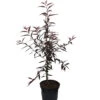 Blutpfirsich `Rubira´, Rotlaubig Prunus Persica `Rubira´ -Garten Genuss Rubira1