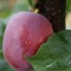 Rote Säulen-Mirabelle `Ruby´ Wurzelnackt Prunus Domestica Subsp. Syriaca `Ruby´ -Garten Genuss Ruby1Umyj4jbKJzw5I