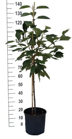 Sunburst-selbstfruchtbar Prunus Avium `Sunburst´ 10 Sunburst-selbstfruchtbar Prunus Avium `Sunburst´ -Garten Genuss S sskirsche Beispiel BuschbaumghhKvoZXf2nvU