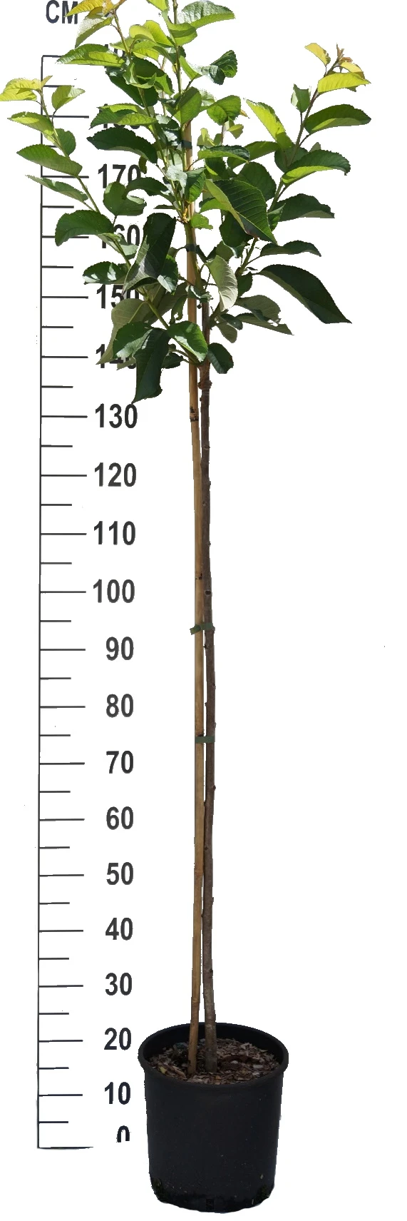 Sunburst-selbstfruchtbar Prunus Avium `Sunburst´ 5 Sunburst-selbstfruchtbar Prunus Avium `Sunburst´ – Bild 3