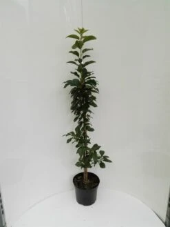 Säulensauerkirsche `Jachim´ Prunus Cerasus `Jachim´ -Garten Genuss S ulensauerkirsche