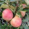 Zwergapfel Maloni® `Sally´® Malus Domestica `Sally´ 2 Zwergapfel Maloni® `Sally´® Malus Domestica `Sally´ -Garten Genuss Sally Frucht