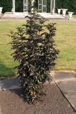 Holunder-Säule Black Tower (R) Sambucus Nigra `Black Tower´ -Garten Genuss Sambucus nigra Black Tower 2590b24a51ae23