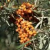 Sanddorn `Friesdorfer Orange´ (selbstfruchtbar) Hippophae Rhamnoides `Friesdorfer Orange´ -Garten Genuss Sanddorn Friesdorfer Orange