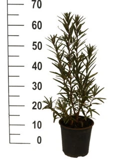 Sanddorn-Set - Kompakte Sorten (männlich&weiblich) Hippophae Rhamnoides 5 Sanddorn-Set - Kompakte Sorten (männlich&weiblich) Hippophae Rhamnoides -Garten Genuss Sanddorn Titty