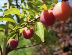 Santa Rosa Japanische Pflaume Prunus Salicina `Santa Rosa´ -Garten Genuss Santa Rosa Frucht im Juli