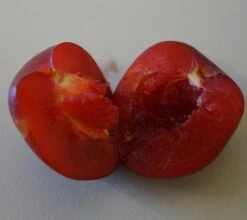 Santa Rosa Japanische Pflaume Prunus Salicina `Santa Rosa´ -Garten Genuss Santa rosa fruchtfleisch