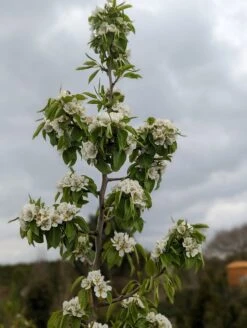 Säulenbirne `Saphira´ 150-175cm (zweijährig) Pyrus Communis `Saphira´ -Garten Genuss Saphira Bl te2