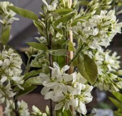 Saskatoon Berry Amelanchier Alnifolia `Saskatoon Berry´ -Garten Genuss Saskatoon berry Bl te