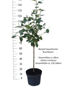 Achat Ⓢ Prunus Cerasus `Achat´ -Garten Genuss Sauerkirsche Beispiel BuschbaumdBrYecBQVDdJb