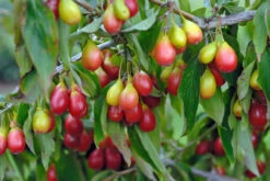 Großfrüchtige Kornelkirsche `Schönbrunner Gourmet Dirndl´ Cornus Mas `Schönbrunner Gourmetdirndl´ 8 Großfrüchtige Kornelkirsche `Schönbrunner Gourmet Dirndl´ Cornus Mas `Schönbrunner Gourmetdirndl´ -Garten Genuss Sch nbrunner Gourmet Dirndl