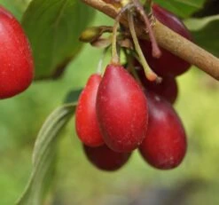 Großfrüchtige Kornelkirsche `Schönbrunner Gourmet Dirndl´ Cornus Mas `Schönbrunner Gourmetdirndl´ 11 Großfrüchtige Kornelkirsche `Schönbrunner Gourmet Dirndl´ Cornus Mas `Schönbrunner Gourmetdirndl´ -Garten Genuss Sch nbrunner2