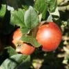 Schöner Aus Nordhausen Malus Domestica `Schöner Aus Nordhausen´ -Garten Genuss Sch ner aus Nordhausen 2