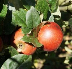 Schöner Aus Nordhausen Malus Domestica `Schöner Aus Nordhausen´