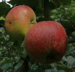 Schöner Aus Nordhausen Malus Domestica `Schöner Aus Nordhausen´ 9 Schöner Aus Nordhausen Malus Domestica `Schöner Aus Nordhausen´ -Garten Genuss Sch ner aus NordhausenbKJINAoRTLyjv