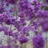 Schönfrucht, Liebesperlenstrauch Callicarpa Bodinieri `Profusion´ -Garten Genuss Sch nfrucht Liebesperlenstrauch 22