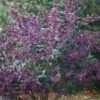 Schönfrucht `Pearl Glam´ Callicarpa -Garten Genuss Sch nfrucht pearl glem