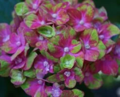 Bauern-Hortensie `Schloss Wackerbarth´ Hydrangea Macrophylla `Schloss Wackerbarth´ 5 Bauern-Hortensie `Schloss Wackerbarth´ Hydrangea Macrophylla `Schloss Wackerbarth´ -Garten Genuss Schloss Wackerbarth 12