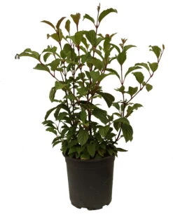 Duftender Winterschneeball `Dawn´ Viburnum Bodnantense `Dawn´ -Garten Genuss Schneeball Dawn weiss