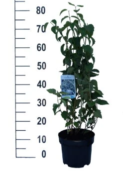 Bauern-Jasmin `Schneesturm´ Philadelphus Coronarius `Schneesturm´ -Garten Genuss Schneesturm