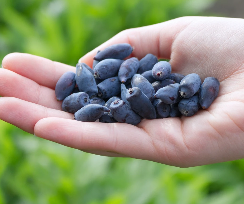 Maibeere / Honigbeere `Altaj´ Lonicera Kamtschatica `Altaj´ 3 Maibeere / Honigbeere `Altaj´ Lonicera Kamtschatica `Altaj´