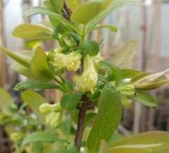 Sibirische Blaubeere / Honigbeere `Zojka Lonicera Kamtschatica `Zojka´ -Garten Genuss Sibirische Blaubeere bl te1A5eHrsCdvoq9H
