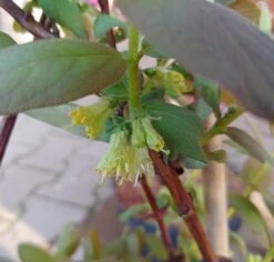 Sibirische Blaubeere / Honigbeere `Wojtek´ Lonicera Kamtschatica `Wojtek´ -Garten Genuss Sibirische Blaubeere bl te2