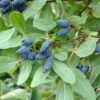 Sibirische Blaubeere / Maibeere Lonicera Kamtschatica -Garten Genuss Sibirische BlaubeereFEFgHfvnzS3ut
