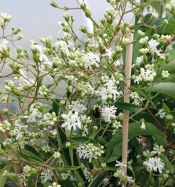 Sieben-Söhne-des-Himmels-Strauch Heptacodium Miconioides 19 Sieben-Söhne-des-Himmels-Strauch Heptacodium Miconioides -Garten Genuss Sieben S hne