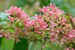 Sieben-Söhne-des-Himmels-Strauch Heptacodium Miconioides 15 Sieben-Söhne-des-Himmels-Strauch Heptacodium Miconioides -Garten Genuss Sieben S hne Fruchtstand