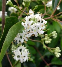 Sieben-Söhne-des-Himmels-Strauch Heptacodium Miconioides 17 Sieben-Söhne-des-Himmels-Strauch Heptacodium Miconioides -Garten Genuss Sieben S hne des Himmels