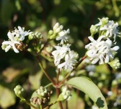 Sieben-Söhne-des-Himmels-Strauch Heptacodium Miconioides 18 Sieben-Söhne-des-Himmels-Strauch Heptacodium Miconioides -Garten Genuss Sieben S hne des himmels 1