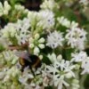 Sieben-Söhne-des-Himmels-Strauch Heptacodium Miconioides -Garten Genuss Sieben S hne mit Hummel