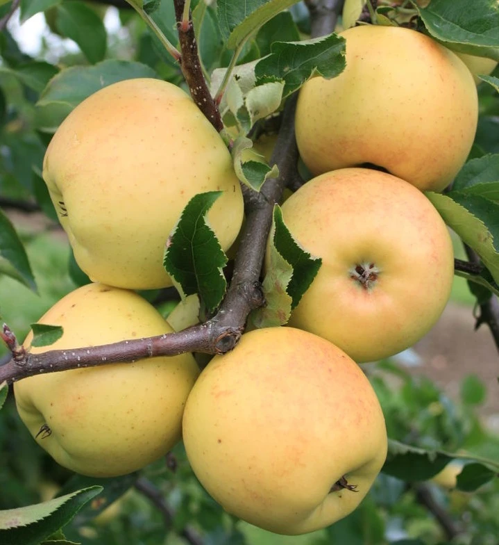 Sirius Ⓢ Malus Domestica `Sirius´ 3 Sirius Ⓢ Malus Domestica `Sirius´