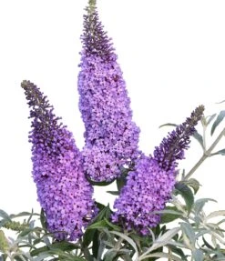 Schmetterlingsflieder Butterfly Candy® (versch. Farben) Buddleja Davidii -Garten Genuss Sommerflieder lila blau