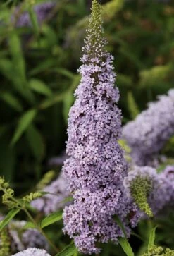 Schmetterlingsflieder Butterfly Candy® (versch. Farben) Buddleja Davidii -Garten Genuss Sommerflieder lila weiss