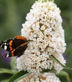 Schmetterlingsflieder Butterfly Candy® (versch. Farben) Buddleja Davidii -Garten Genuss Sommerflieder weiss1