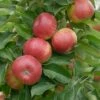 Säulenapfel `SonateⓈ´ Malus Domestica `Sonate´ -Garten Genuss Sonate