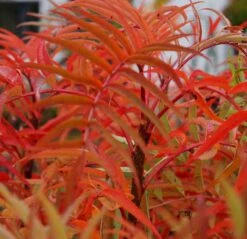 Eberesche `Dodong´ Sorbus Conmixta `Dodong´ -Garten Genuss Sorbus Dodong4