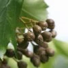 Elsbeere Sorbus Torminalis -Garten Genuss Sorbus torminalis 3