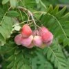 Speierling Sorbus Domestica -Garten Genuss SpeierlingtHoP7oi6RjdJ1