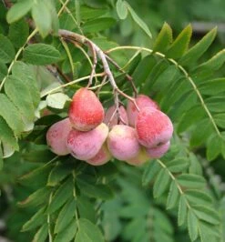 Speierling Sorbus Domestica
