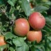 Säulenapfel Spurkoop Malus Domestica `Spurkoop´ -Garten Genuss SpurkoopFY2pp5KkZKmfy