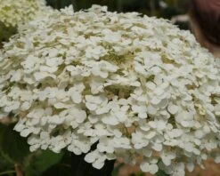 Garten-Hortensie `Incrediball®´ Hydrangea Arborescens -Garten Genuss Strong anabelle1