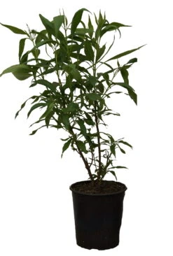 Sommerglocke / Baumoleander `Summer Bells´ Chitalpa Tashkentensis `Summer Bells´ -Garten Genuss Summer bells