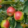 Säulenapfel `Suncats´ Malus Domestica -Garten Genuss SuncatsC9f4UxTdKcoMA