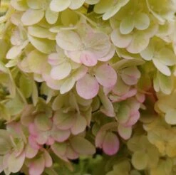 Kompakte Rispenhortensie `Sundae Fraise´ Hydrangea Paniculata `Sundae Fraise´ -Garten Genuss Sundae Fraise1