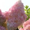 Kompakte Rispenhortensie `Sundae Fraise´ Hydrangea Paniculata `Sundae Fraise´ -Garten Genuss Sundae Fraise13oEjyJ3xi4YNJ